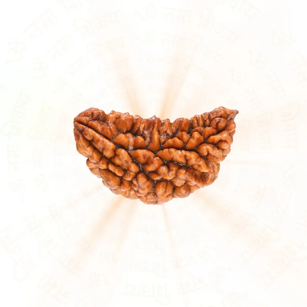 1 Mukhi Rudraksha All You Need To Know