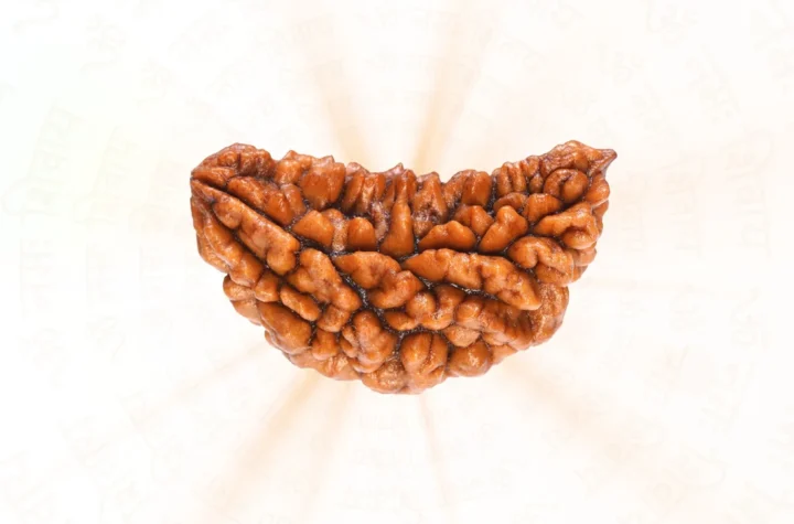 1 Mukhi Rudraksha All You Need To Know