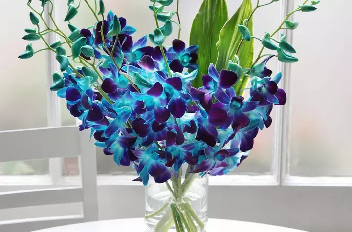 blue orchids