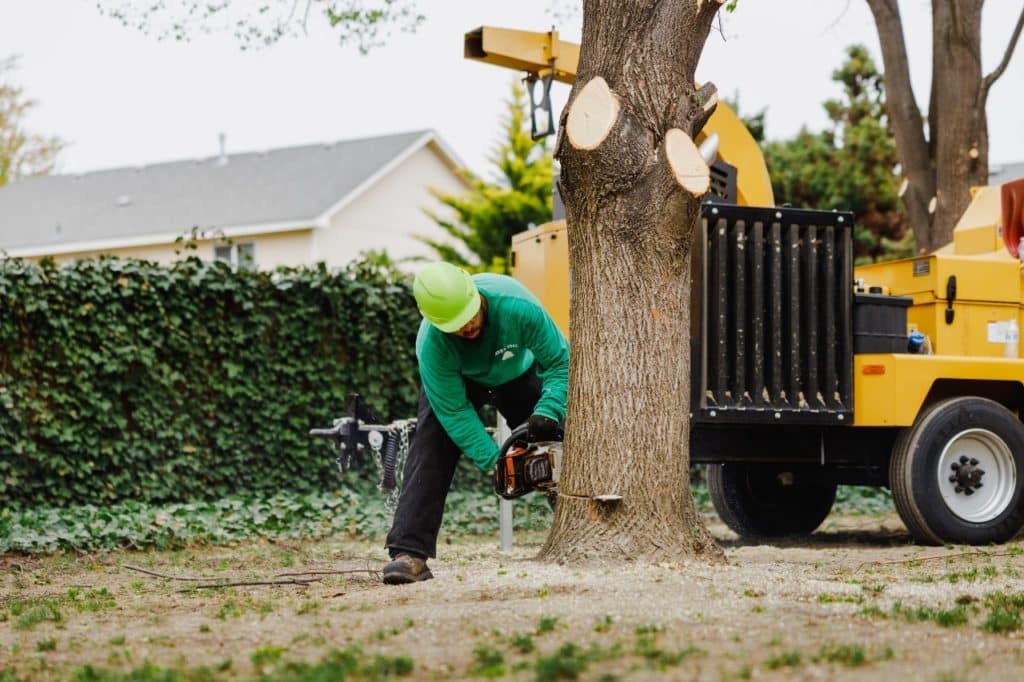 Why Should You Hire Specialists for Tree Topping Near You