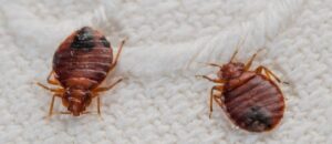 Pest Control and Bed Bug Treatment